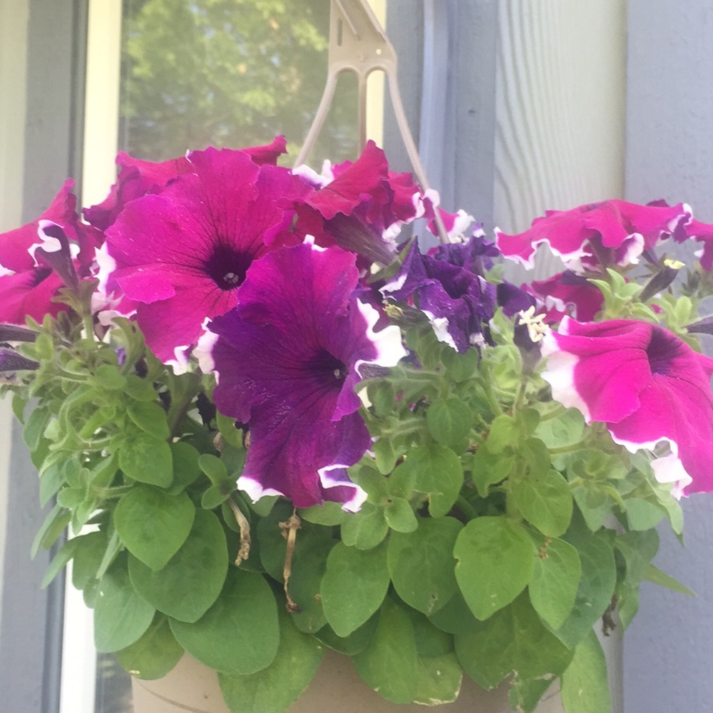 Meet your Posher, Erica